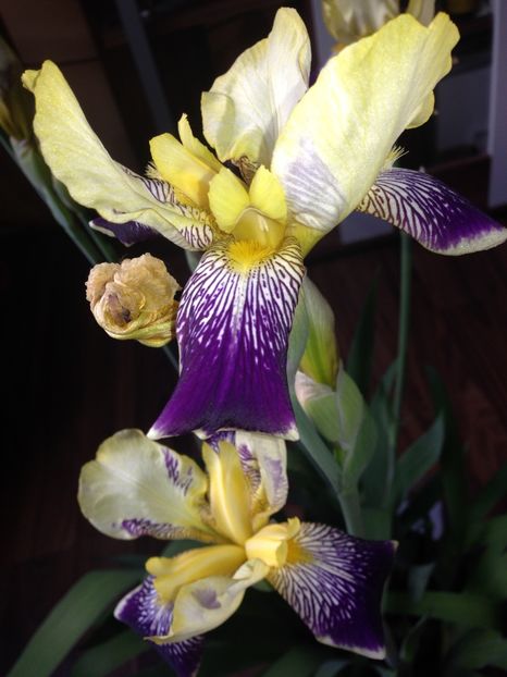 stanjenei - FLORILE MELE 2017