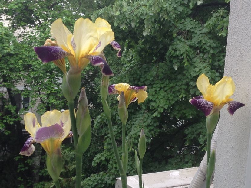 stanjenei - FLORILE MELE 2017