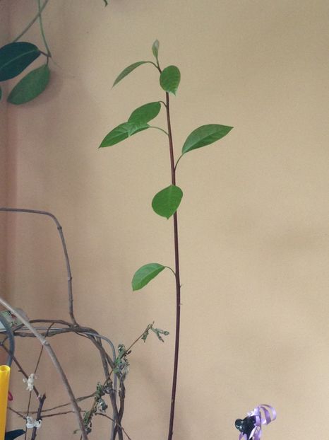 avocado din seminte - FLORILE MELE 2017