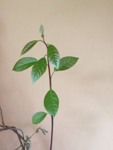 avocado din seminte - FLORILE MELE 2017