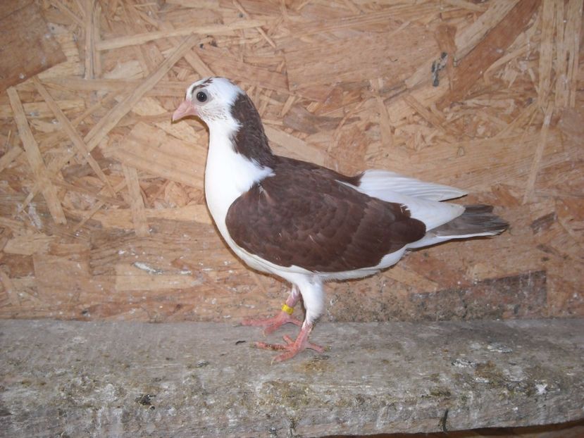 cazator 2017 - PUISORI  2017