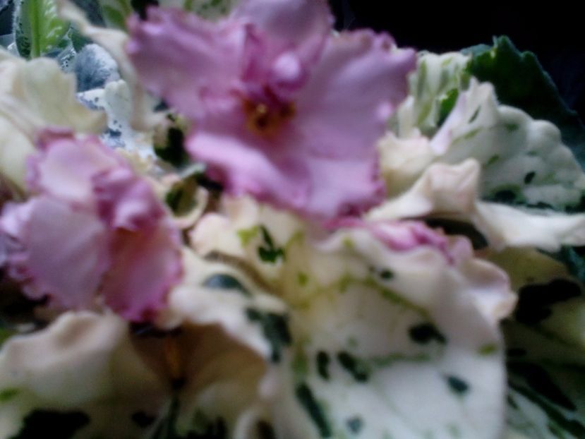  - Willodene de la Magda