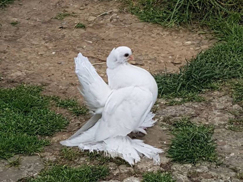 audi (10) - pui 2017