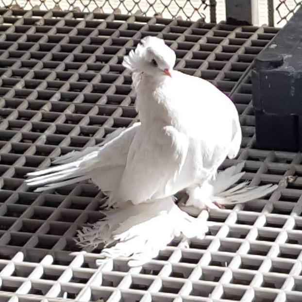 audi (13) - pui 2017