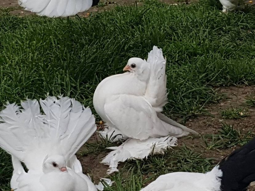 audi (14) - pui 2017