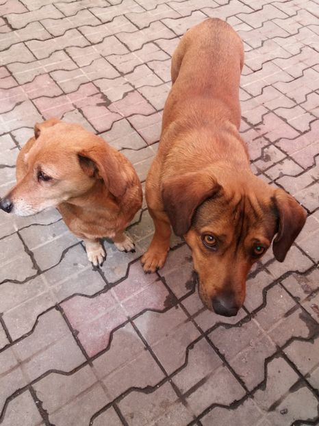  - La tara in aprilie 2017