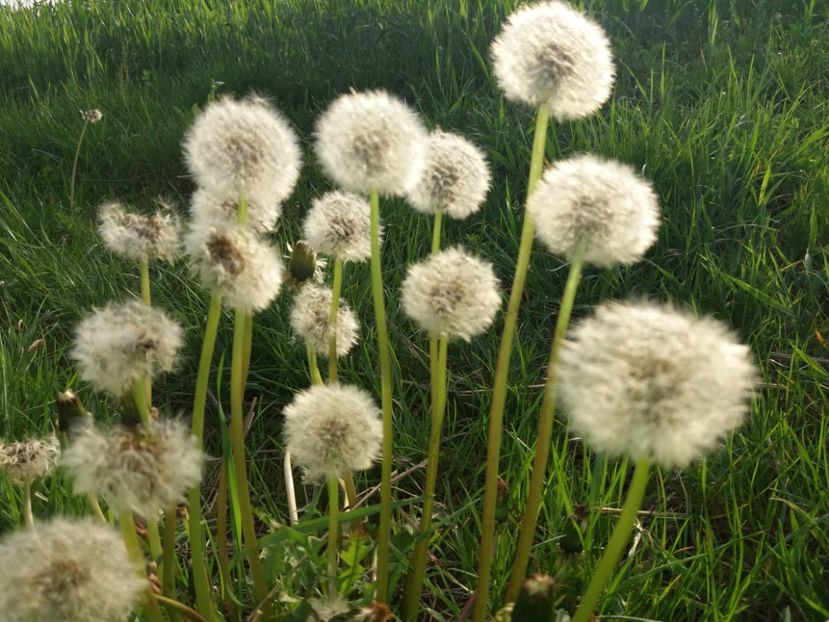  - La tara in aprilie 2017