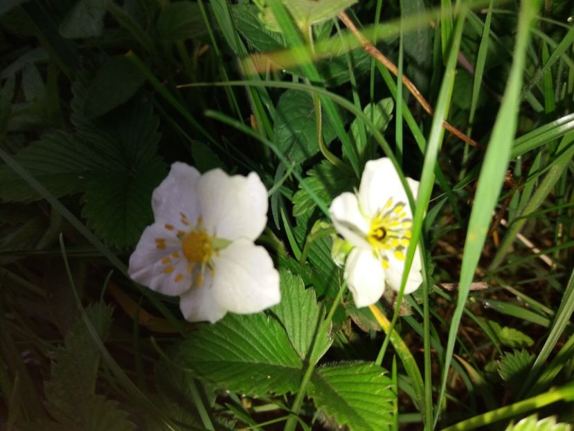  - La tara in aprilie 2017