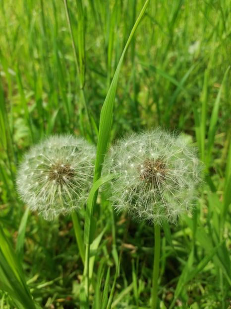  - La tara in aprilie 2017