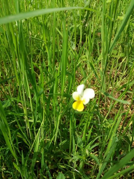  - La tara in aprilie 2017