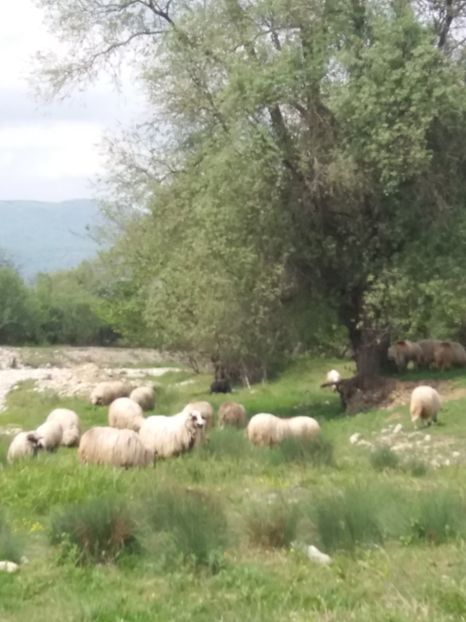  - La tara in aprilie 2017