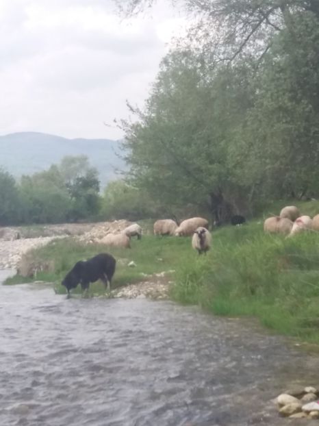  - La tara in aprilie 2017