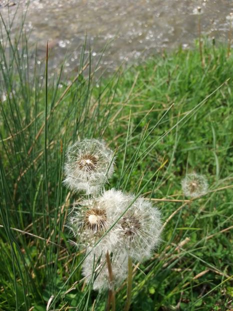  - La tara in aprilie 2017