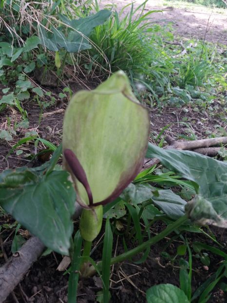  - La tara in aprilie 2017