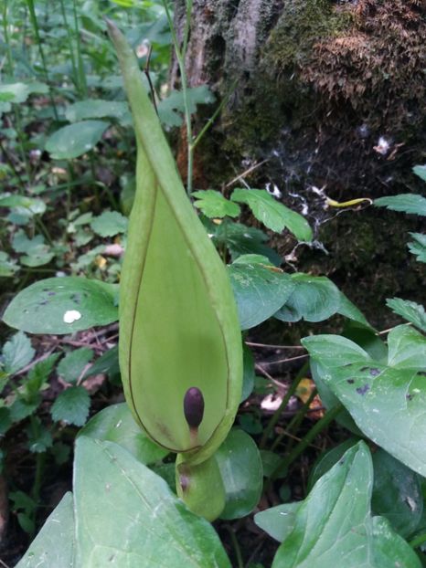  - La tara in aprilie 2017