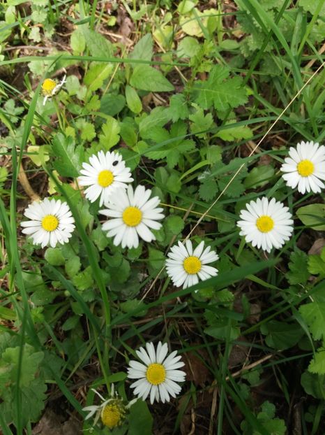  - La tara in aprilie 2017