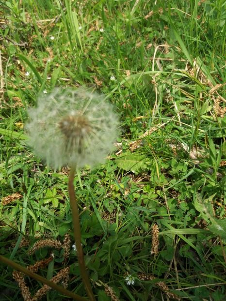  - La tara in aprilie 2017