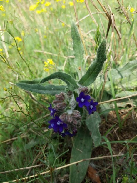  - La tara in aprilie 2017