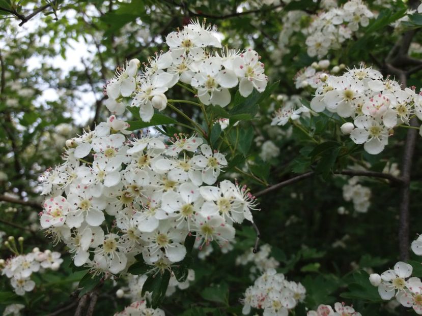  - La tara in aprilie 2017