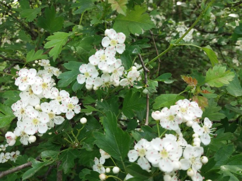  - La tara in aprilie 2017