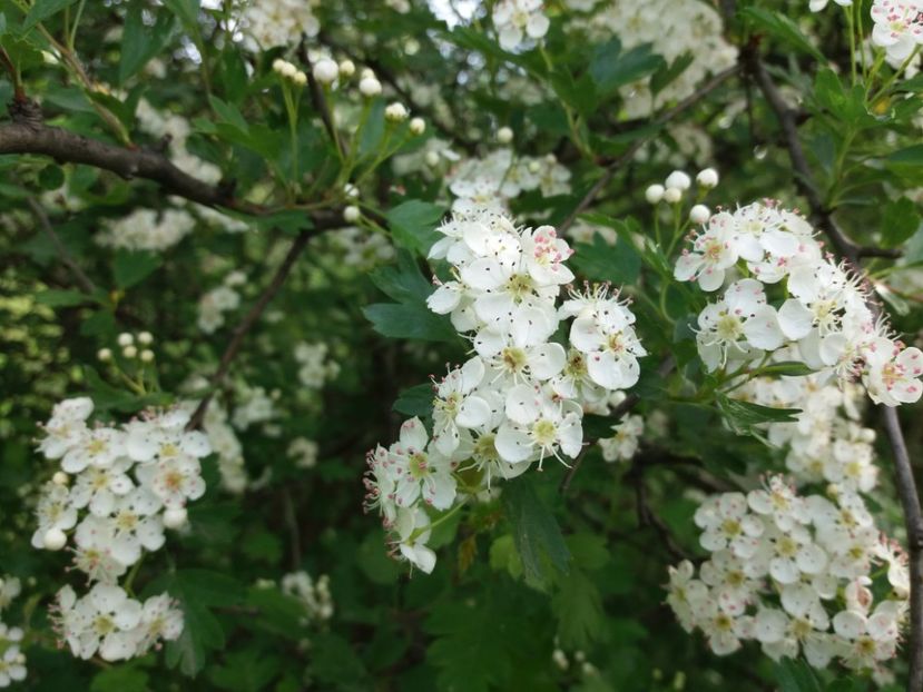  - La tara in aprilie 2017