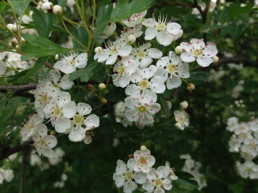  - La tara in aprilie 2017