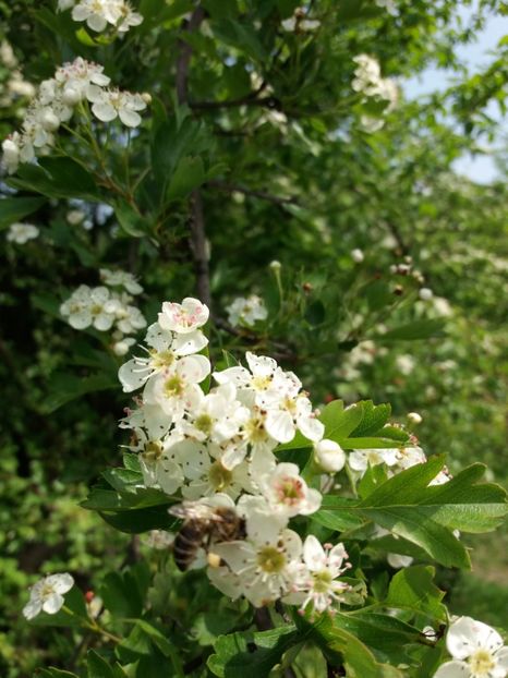  - La tara in aprilie 2017