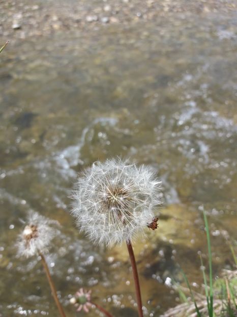  - La tara in aprilie 2017