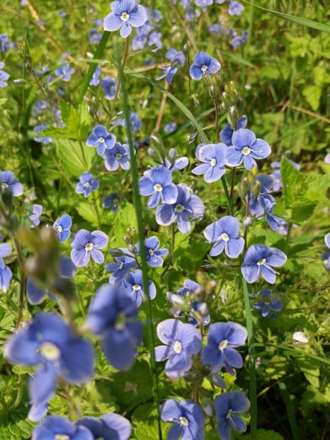  - La tara in aprilie 2017