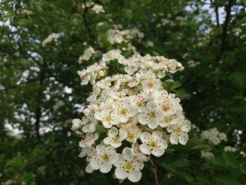  - La tara in aprilie 2017