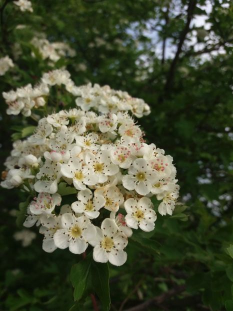  - La tara in aprilie 2017