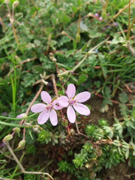  - La tara in aprilie 2017