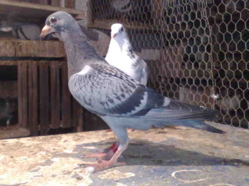 52 - X-Porumbei vinduti