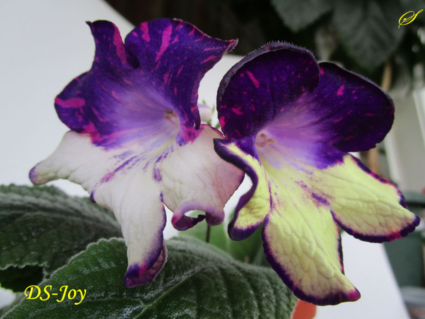 DS-Joy(10-05-2017) - Streptocarpusi 2017