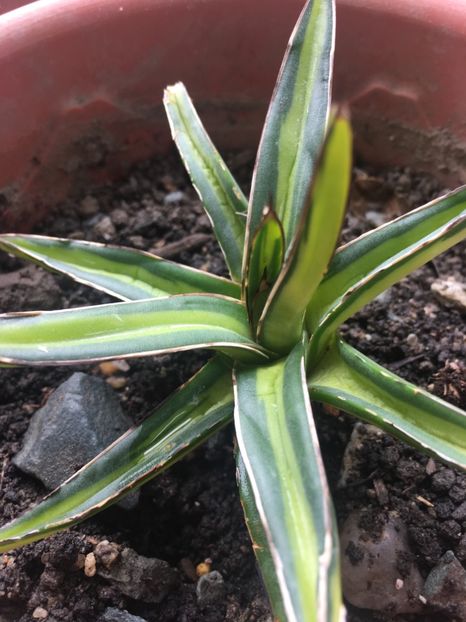  - Colectia mea de agave