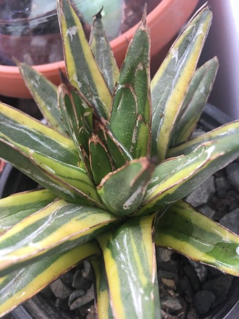  - Colectia mea de agave