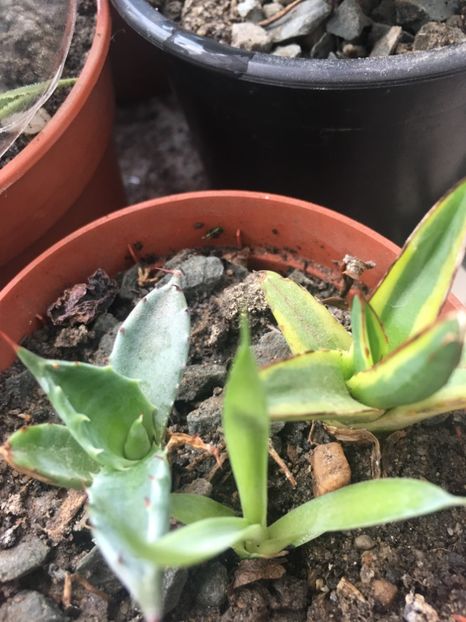  - Colectia mea de agave