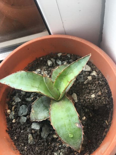  - Colectia mea de agave