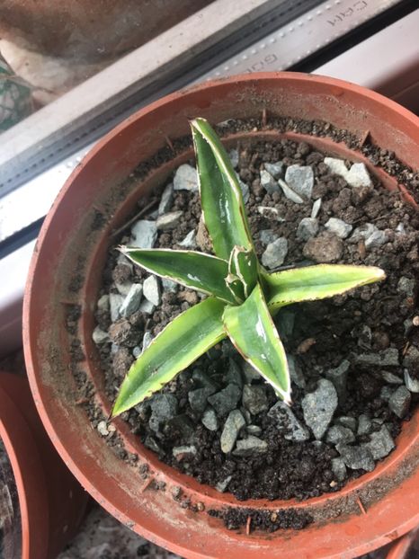 Agava victoria kizan 50 - Disponibile Noiembrie