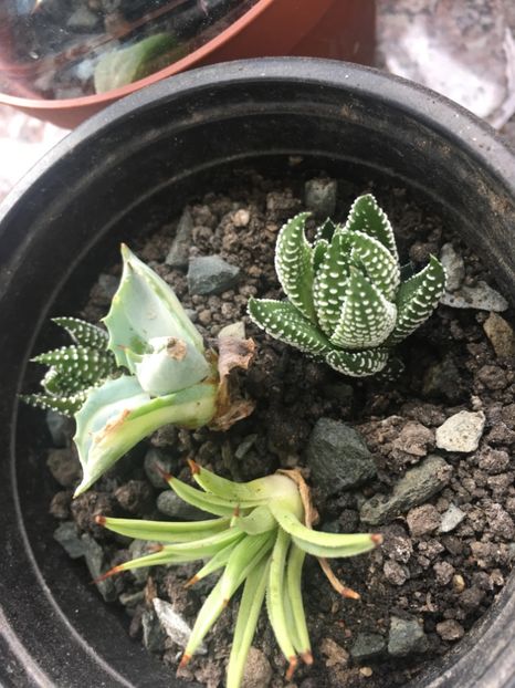  - Colectia mea de agave