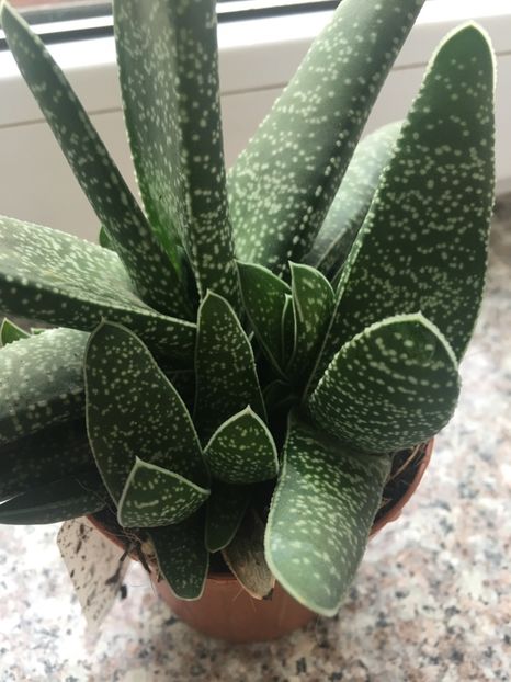 Gasteria  5 lei buc - Disponibile Noiembrie