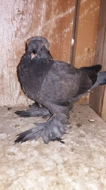 albastru - Pui JDB 2017