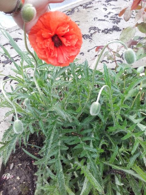  - ALTE FLORI