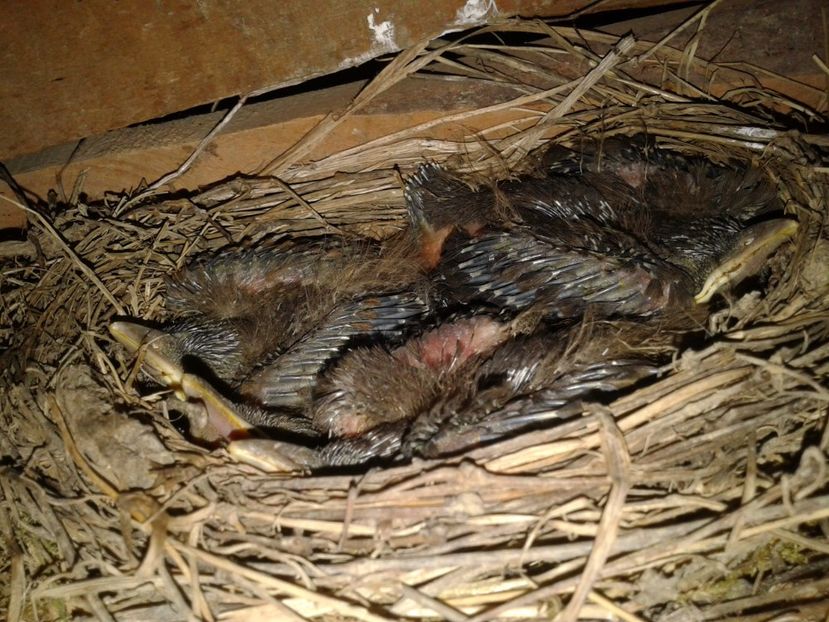 Fotografie0521 - AAAA__CUIB MIERLA 1 2017