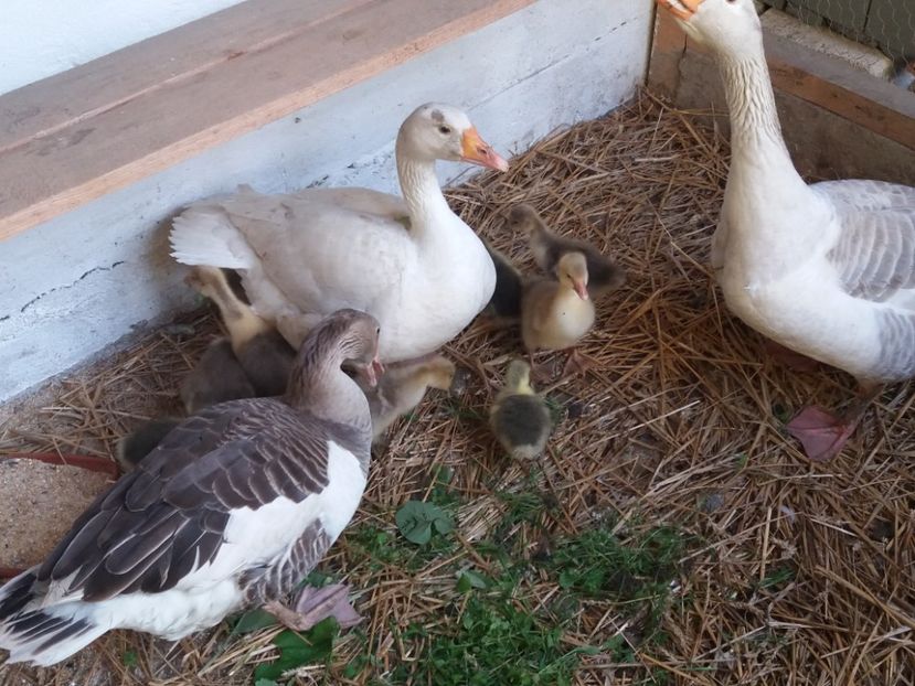  - Bobocii de gasca 2017