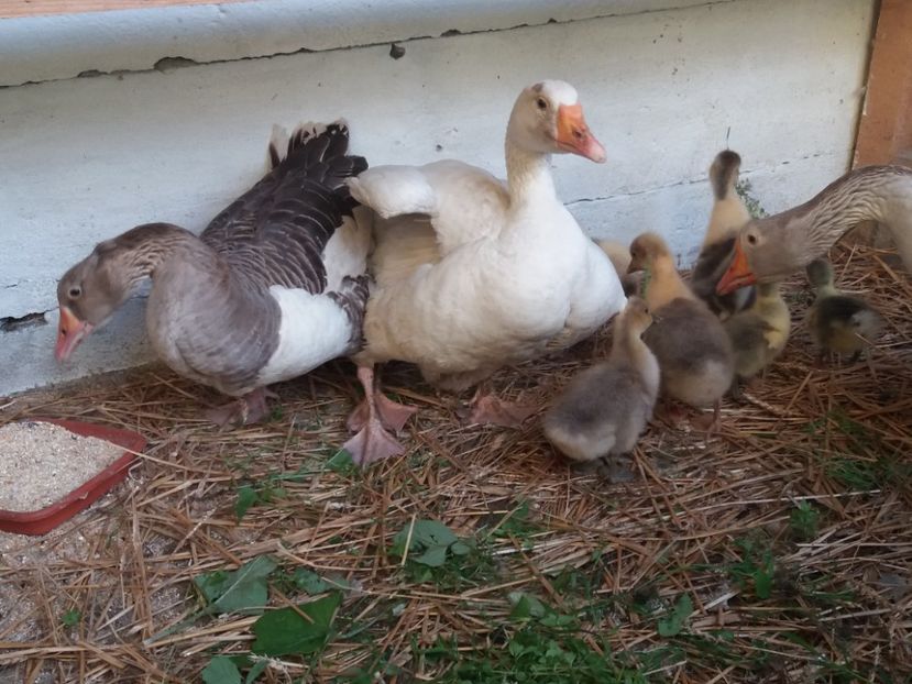  - Bobocii de gasca 2017