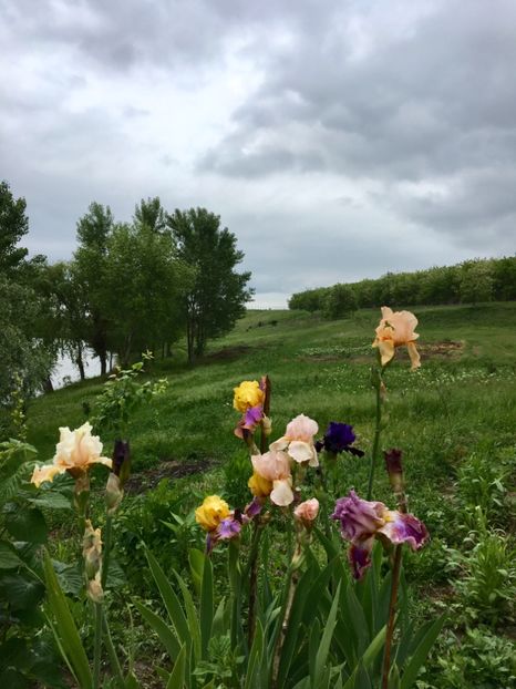  - Irisi 2017 2023 2024