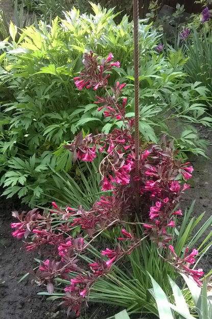 Weigela Florida Alexandra - Plante de gradina