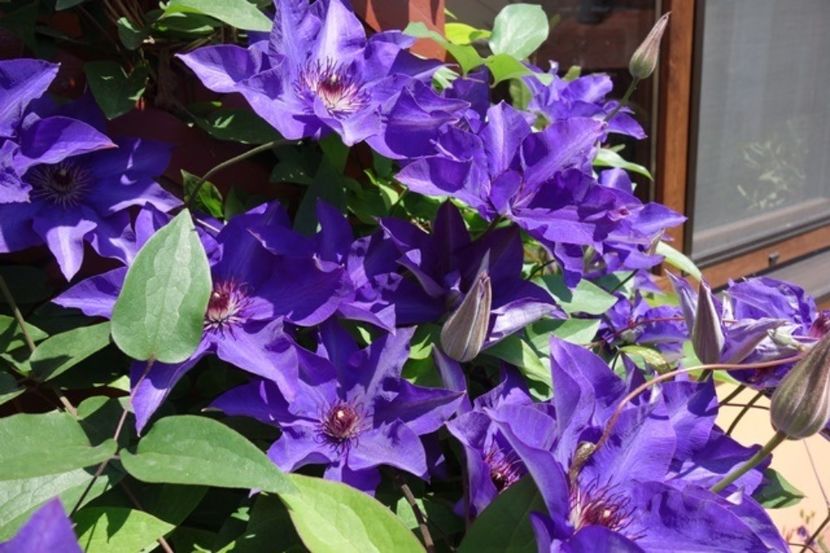 varful infloririi (3) - Clematis The President