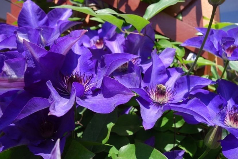 varful infloririi (5) - Clematis The President